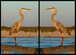 (23) great blue heron montage.jpg    (1000x720)    247 KB                              click to see enlarged picture